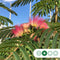Perzische slaapboom - ‘Albizia julibrissin’ 180 - 200 cm stamhoogte (8 - 10 cm stamomtrek)