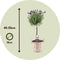 Plant in a Box - Lavandula stoechas 'Anouk' - Lavendelbomen in mand - Set van 2 - Pot 15cm - Hoogte 45-55cm - Winterhard - Tuinplanten