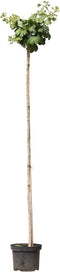 Japanse notenboom op stam 180 cm stamhoogte | Ginkgo biloba 'Mariken' 6-10 cm 180 cm| Bomenbezorgd.nl