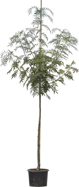 Lijsterbes 'Dodong' | Sorbus Dodong 6-10 cm | Bomenbezorgd.nl