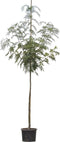 Lijsterbes 'Dodong' | Sorbus Dodong 6-10 cm | Bomenbezorgd.nl