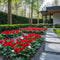 Plant in a Box - Cyclamen persicum 'Winfall Scarlet' - Set van 3 - Perzische cyclaam - Pot 9cm - Hoogte 10-20cm
