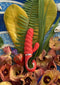 G-Vibe - G-Candy Mini - Chili Coral