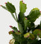 Plant in a Box - Schlumbergera Tricolor - Set van 3 Kerstcactussen - Kleurrijke bloeiende kamerplant - Pot 9cm - Hoogte 15-25cm