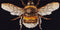 Thea Gouverneur - Borduurpakket met telpatroon - 3018.05 - Voorgesorteerde DMC Garens - Hommel - Zwart Aida - 17 cm x 18 cm - DIY Kit