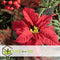 Plant in a Box - Euphorbia pulcherrima op stam - Set van 2 - Poinsettia kamerplant - Kerstsfeer - Groene bladeren en rode bloemen - Pot 17cm - Hoogte 60-70cm