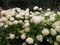 Hello Plants Hydrangea Arborescens Strong Annabelle Hortensia - Wit - Ø 19 cm - Hoogte: 30 cm