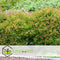 Plant in a Box - Punica granatum 'Early' - Granaatappelboom - Fruitboom met glanzende bladeren - Pot 21cm - Hoogte 60-70cm