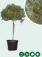 Parasolden Pinus pinea h 140cm st. omtrek 85cm st. h 100 cm