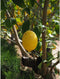 Zure citroen boom Citrus limon h 130 cm st. omtrek 12,5 cm