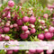 Plant in a Box - Gaultheria mucronata - Roze Pernettya in Mand - Parelbes - Pot 17cm - Hoogte 25-40cm
