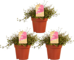 Muehlenbeckia