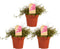 Muehlenbeckia