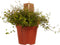 Muehlenbeckia