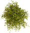 Muehlenbeckia