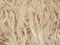 MUKKI - Poef - Beige - 50 cm - Polyester
