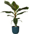 Musa Dwarf Cavendish in ELHO sierpot Vibes Fold Round (diepblauw) ↨ 80cm - hoge kwaliteit planten