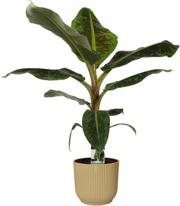Musa Dwarf Cavendish in ELHO sierpot Vibes Fold Round (botergeel) ↨ 80cm - hoge kwaliteit planten