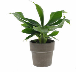 Musa in Terracotta – ↨ 35cm – ⌀ 12cm