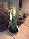 Muscari x3 with black pot cream 23 cm kunstbloem
