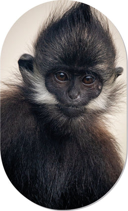 Muurovaal aapie XS - 40 x 25 cm