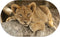 Muurovaal baby lion S - 60 x 37 cm