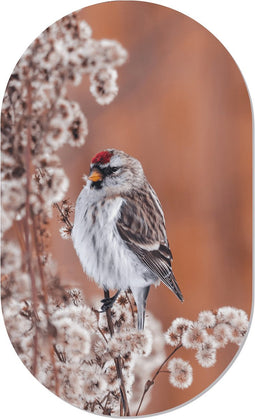 Muurovaal birdy M - 90 x 55 cm