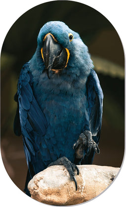 Muurovaal blue birdy M - 90 x 55 cm