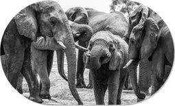 Muurovaal elephant family S - 60 x 37 cm
