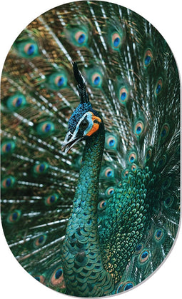 Muurovaal pauw XS - 40 x 25 cm
