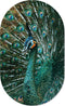 Muurovaal pauw XS - 40 x 25 cm