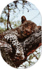 Muurovaal sleepy M - 90 x 55 cm