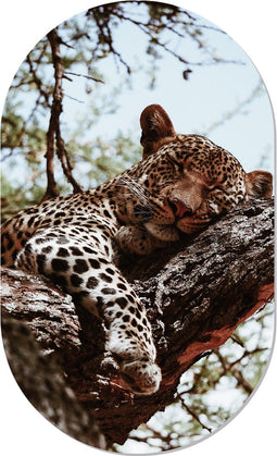 Muurovaal sleepy S - 60 x 37 cm