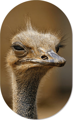 Muurovaal struisvogel XS - 40 x 25 cm