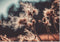 Muurrechthoek droogbloemen 70 x 100 cm