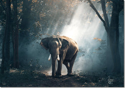 Muurrechthoek olifant 42 x 60 cm