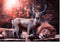 Muurrechthoek the king 70 x 100 cm