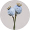 Muurwolkje naam oudblauw M: 30 cm breed / Dibond / Nee