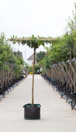 Laurierkers vierkant dak - ‘Prunus laurocerasus’ 200 cm stamhoogte (10 - 14 cm stamomtrek)