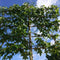 Lei amberboom 220 cm | Liquidambar styraciflua 'Worplesdon' 14-18 cm 220 cm| Bomenbezorgd.nl