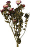PTMD Gedroogde Bloem Tuinbloemenstruik - 35 x 15 x 65 cm - Paars