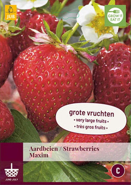 2 stuks Fragaria Maxim 3 bollen