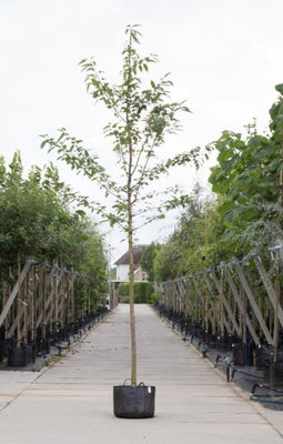 Dubbelbloemige sierkers | Prunus a. 'Plena' 10-14 cm | Bomenbezorgd.nl