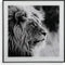 Schilderij Kristal (2 x 50 x 50 cm) Leeuw