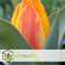 Plant in a Box - Tulipa Flair - Tulpenbollen x40 - Bloembollen voor Tuin, Terras of Balkon