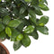 Goed & Groen - Ficus Gin Seng Bonsai - ↨ 70cm - Potmaat 27 - Exclusieve Kwaliteit Planten - Kamer Plant - Kamerplanten - Sfeer - Interieur