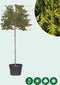 Lei conifeer 180 cm | Thuja pl. 'Excelsa' 14-18 cm 180 cm| Bomenbezorgd.nl