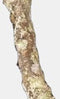 Habistat Kurk Tak 100Cm
