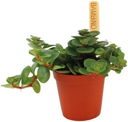 Goed & Groen - Sedum Tornado - ↨ 10cm - Potmaat 6 - Exclusieve Kwaliteit Planten - Kamer Plant - Kamerplanten - Sfeer - Interieur