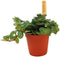 Goed & Groen - Sedum Tornado - ↨ 10cm - Potmaat 6 - Exclusieve Kwaliteit Planten - Kamer Plant - Kamerplanten - Sfeer - Interieur